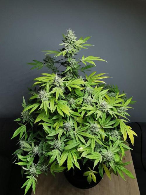Frappe Late Z  4 / FC-E4800 / 90x60x140. Week 23