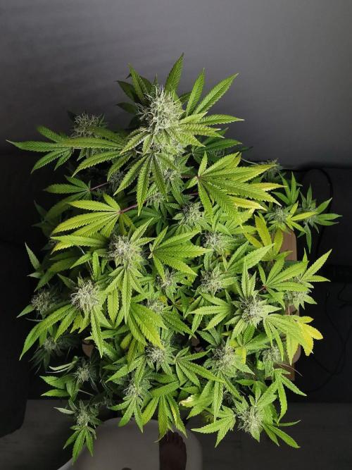 Frappe Late Z  4 / FC-E4800 / 90x60x140. Week 23