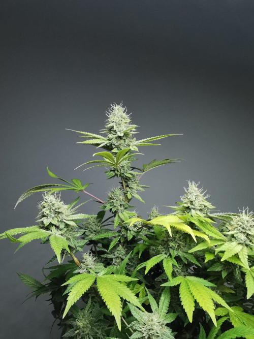 Frappe Late Z  4 / FC-E4800 / 90x60x140. Week 23