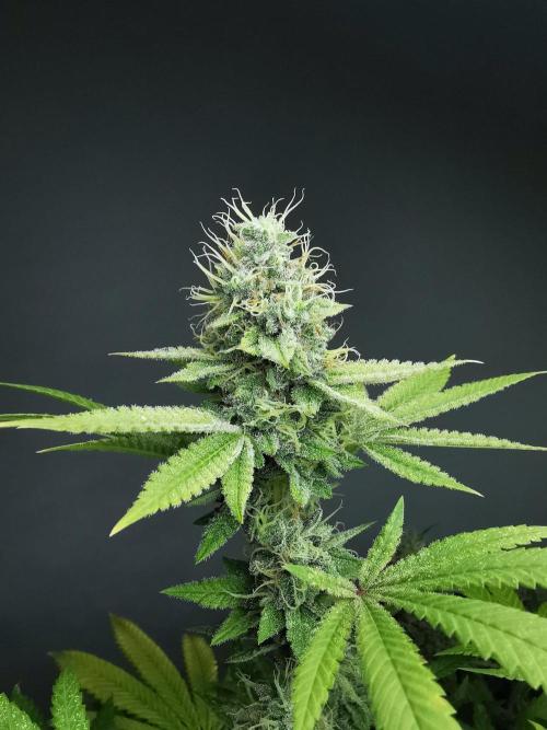 Frappe Late Z  4 / FC-E4800 / 90x60x140. Week 23