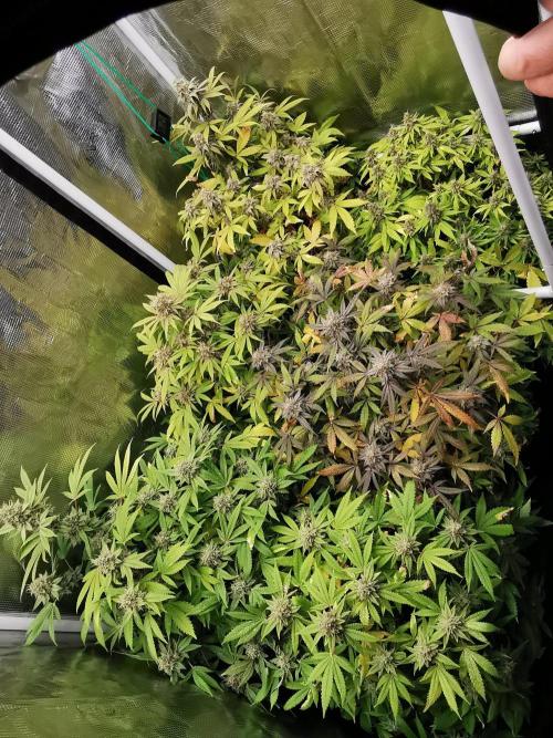 Frappe Late Z  4 / FC-E4800 / 90x60x140. Week 23