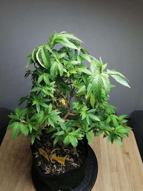 Tropical Spritzer 1 /FC-E4800 /90x60x140. Week 24