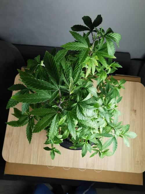 Tropical Spritzer 1 /FC-E4800 /90x60x140. Week 24