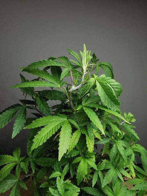 Tropical Spritzer 1 /FC-E4800 /90x60x140. Week 24