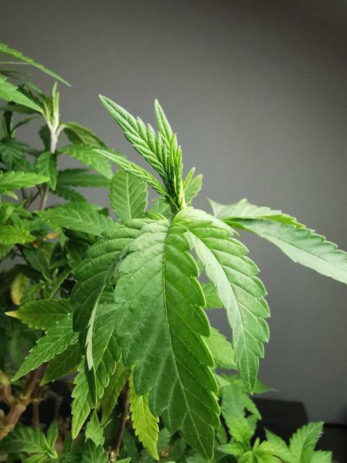 Tropical Spritzer 1 /FC-E4800 /90x60x140. Week 24