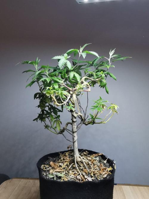Frappe Late Z  3 / FC-E4800 /90x60x140. Week 24
