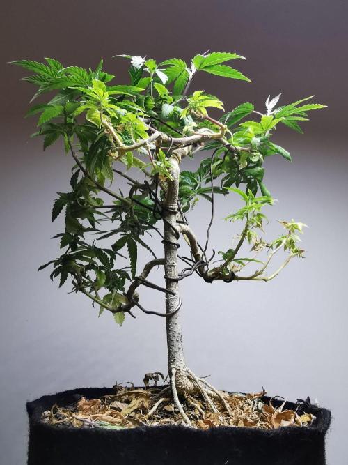 Frappe Late Z  3 / FC-E4800 /90x60x140. Week 24