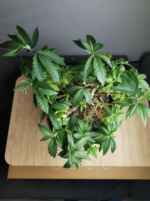 Frappe Late Z  3 / FC-E4800 /90x60x140. Week 24