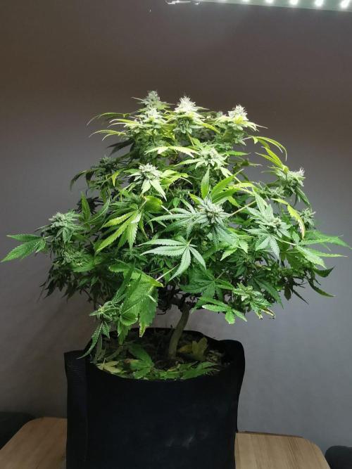 Frappe Late Z  1 / FC-E4800 / 90x60x140. Week 25