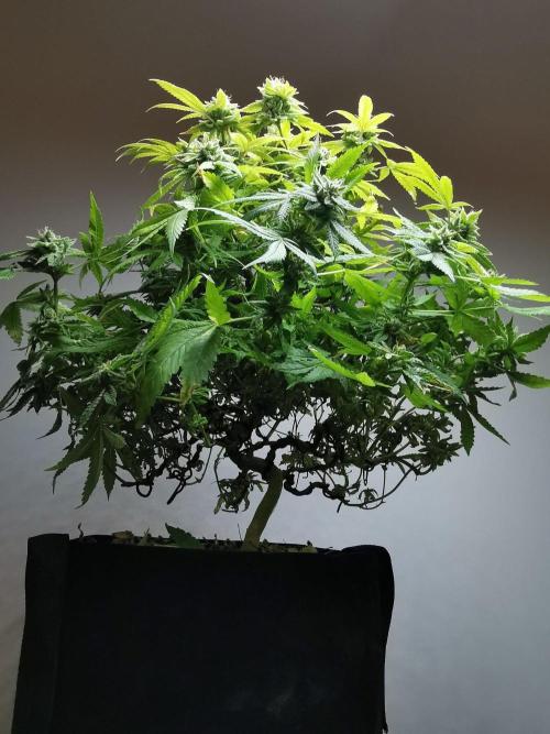 Frappe Late Z  1 / FC-E4800 / 90x60x140. Week 25