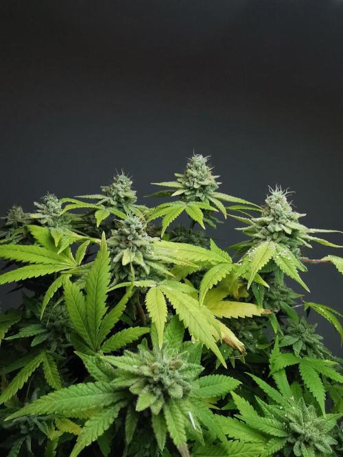 Frappe Late Z  1 / FC-E4800 / 90x60x140. Week 25