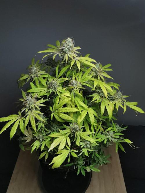 Frappe Late Z  2 / FC-E4800 / 90x60x140. Week 24