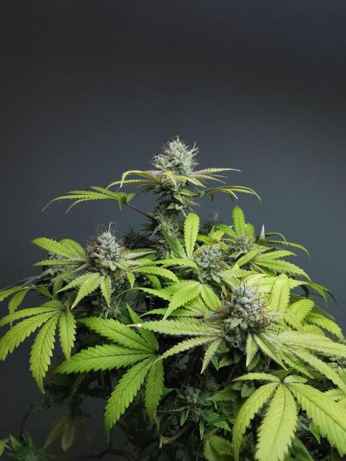 Frappe Late Z  2 / FC-E4800 / 90x60x140. Week 24