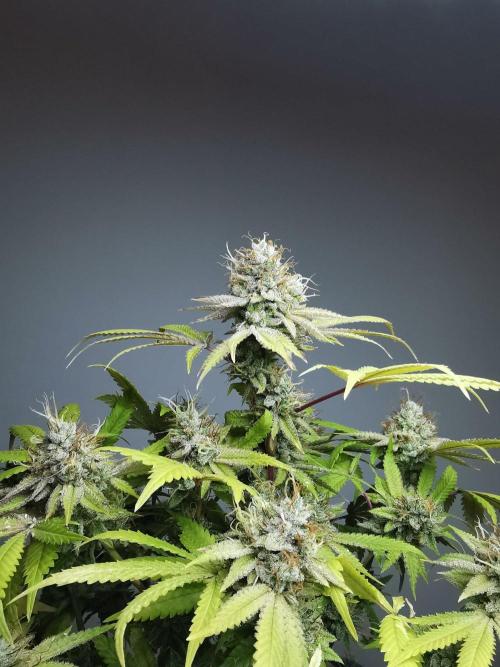 Frappe Late Z  2 / FC-E4800 / 90x60x140. Week 24