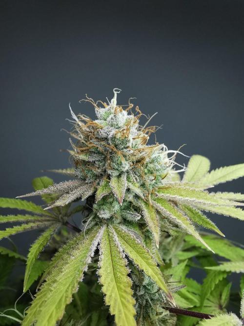 Frappe Late Z  2 / FC-E4800 / 90x60x140. Week 24