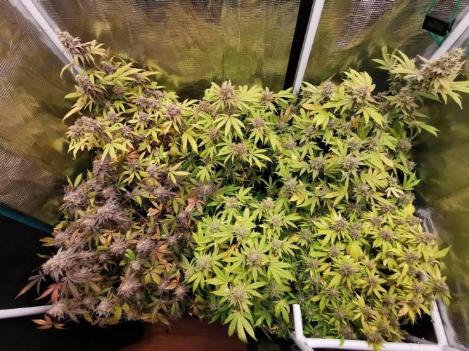 Frappe Late Z  2 / FC-E4800 / 90x60x140. Week 24