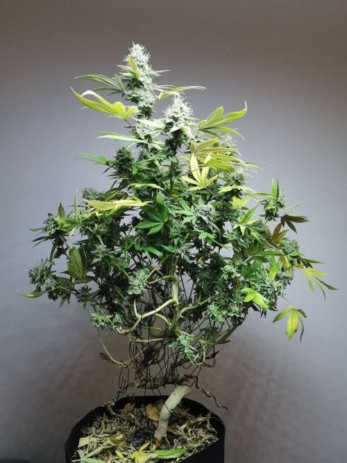 Frappe Late Z  4 / FC-E4800 / 90x60x140. Week 24