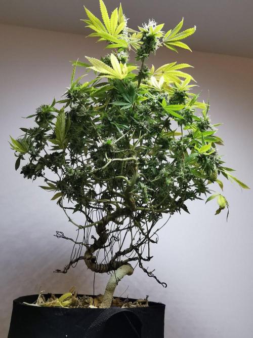 Frappe Late Z  4 / FC-E4800 / 90x60x140. Week 24