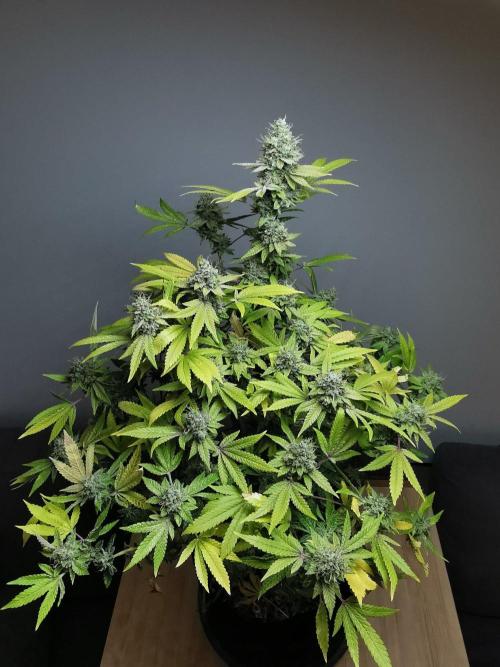 Frappe Late Z  4 / FC-E4800 / 90x60x140. Week 24