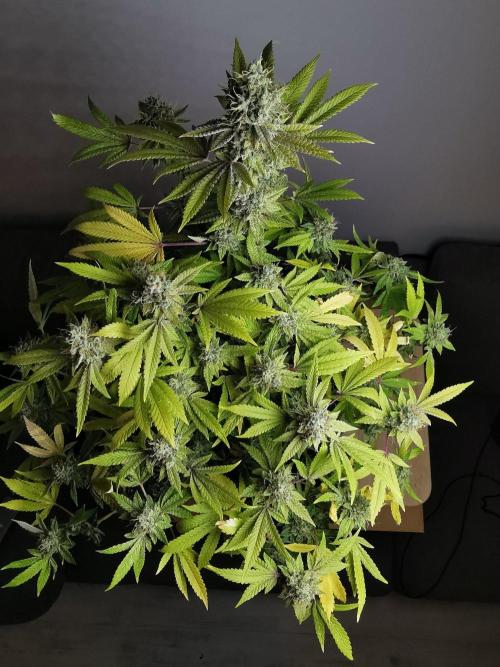 Frappe Late Z  4 / FC-E4800 / 90x60x140. Week 24