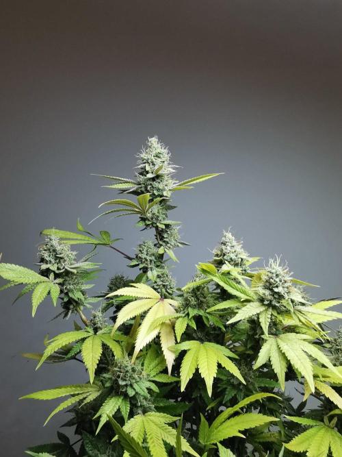 Frappe Late Z  4 / FC-E4800 / 90x60x140. Week 24