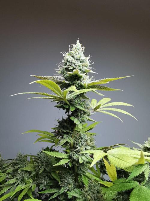 Frappe Late Z  4 / FC-E4800 / 90x60x140. Week 24