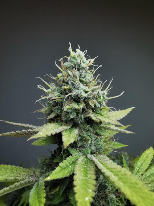 Frappe Late Z  4 / FC-E4800 / 90x60x140. Week 24