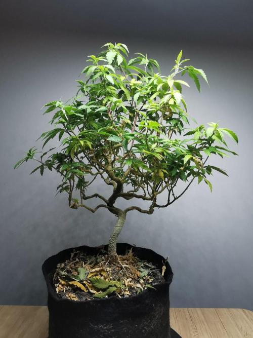 Tropical Spritzer 1 /FC-E4800 /90x60x140. Week 25