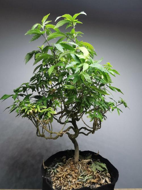 Tropical Spritzer 1 /FC-E4800 /90x60x140. Week 25