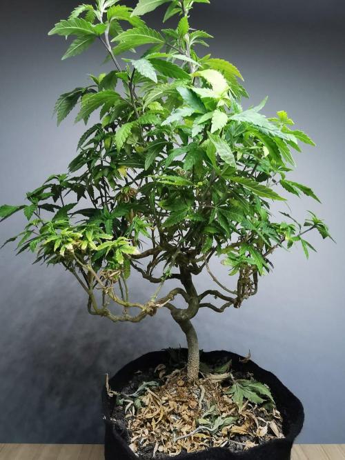 Tropical Spritzer 1 /FC-E4800 /90x60x140. Week 25