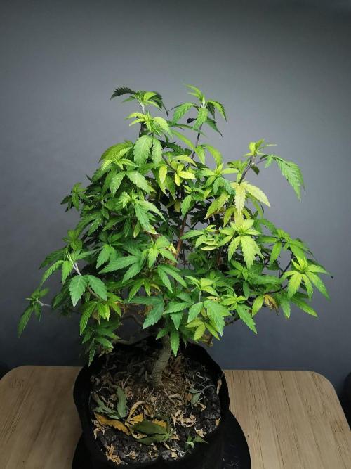 Tropical Spritzer 1 /FC-E4800 /90x60x140. Week 25