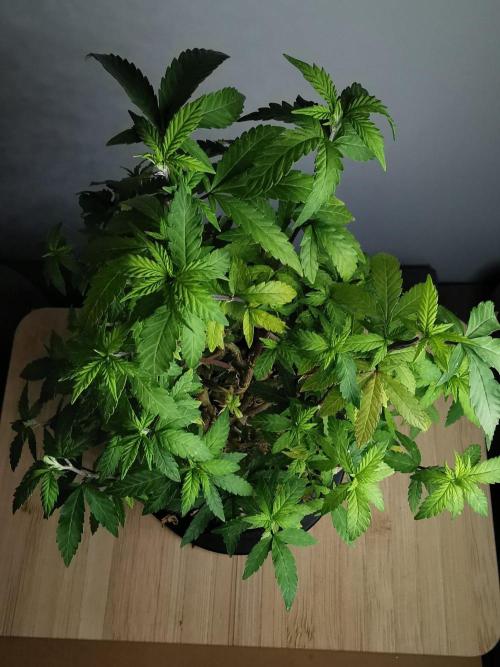 Tropical Spritzer 1 /FC-E4800 /90x60x140. Week 25