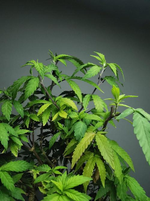 Tropical Spritzer 1 /FC-E4800 /90x60x140. Week 25