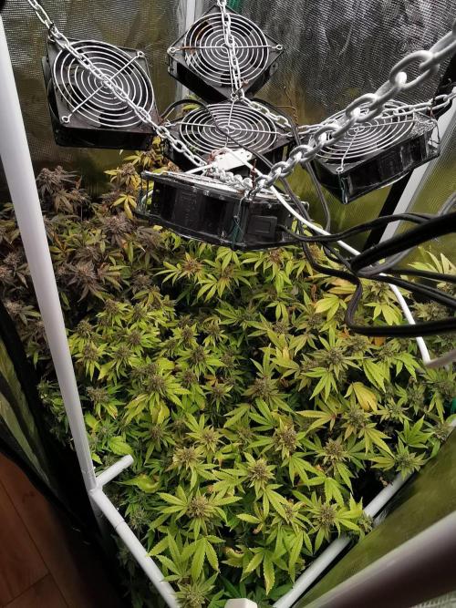 Tropical Spritzer 1 /FC-E4800 /90x60x140. Week 25