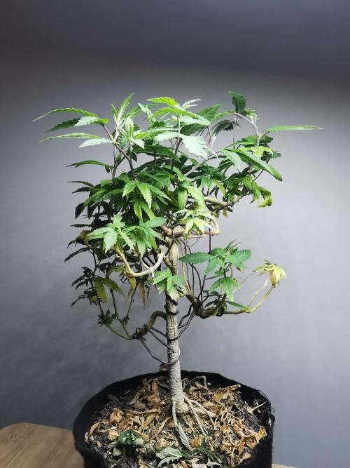 Frappe Late Z  3 / FC-E4800 /90x60x140. Week 25