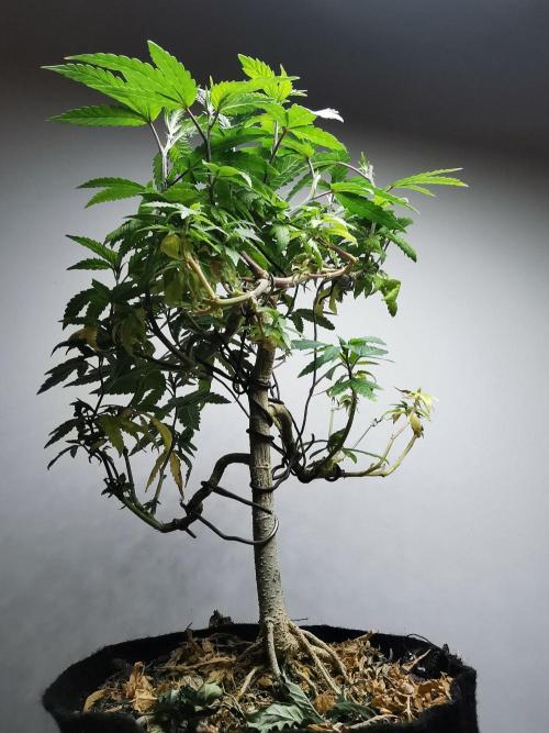 Frappe Late Z  3 / FC-E4800 /90x60x140. Week 25