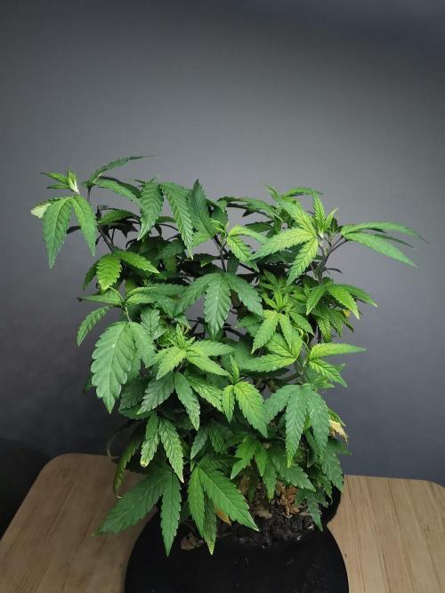 Frappe Late Z  3 / FC-E4800 /90x60x140. Week 25