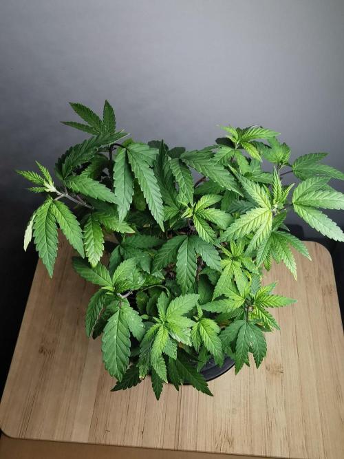 Frappe Late Z  3 / FC-E4800 /90x60x140. Week 25