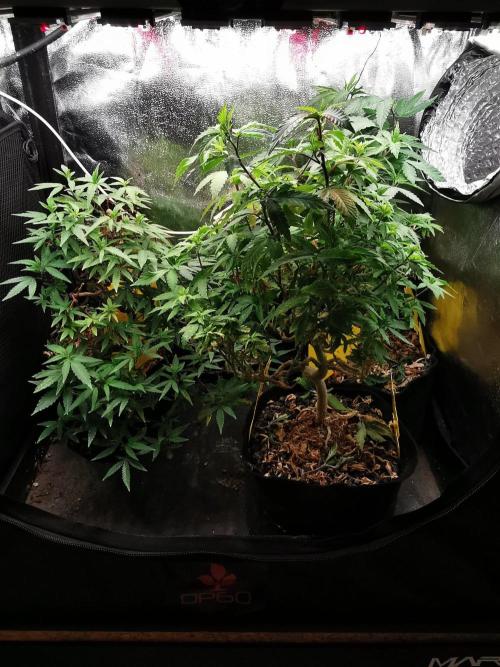 Frappe Late Z  3 / FC-E4800 /90x60x140. Week 25