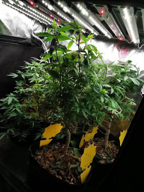Frappe Late Z  3 / FC-E4800 /90x60x140. Week 25