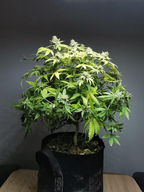 Frappe Late Z  1 / FC-E4800 / 90x60x140. Week 26
