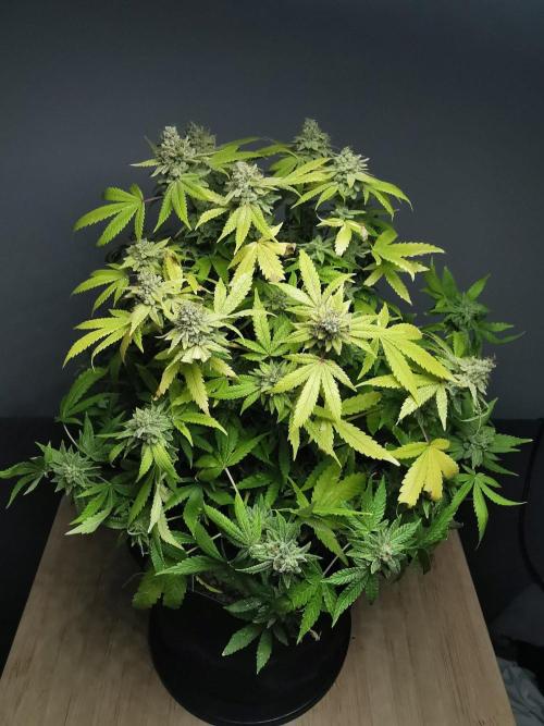 Frappe Late Z  1 / FC-E4800 / 90x60x140. Week 26