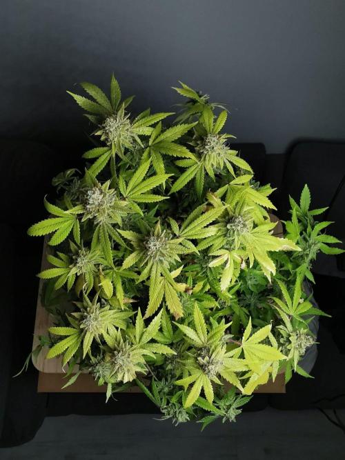 Frappe Late Z  1 / FC-E4800 / 90x60x140. Week 26