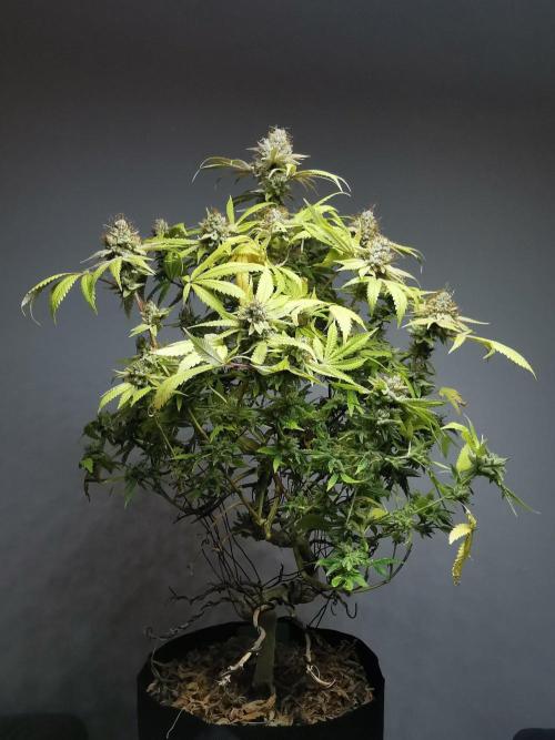 Frappe Late Z  2 / FC-E4800 / 90x60x140. Week 25