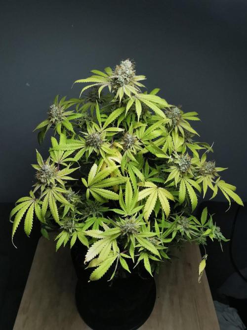 Frappe Late Z  2 / FC-E4800 / 90x60x140. Week 25