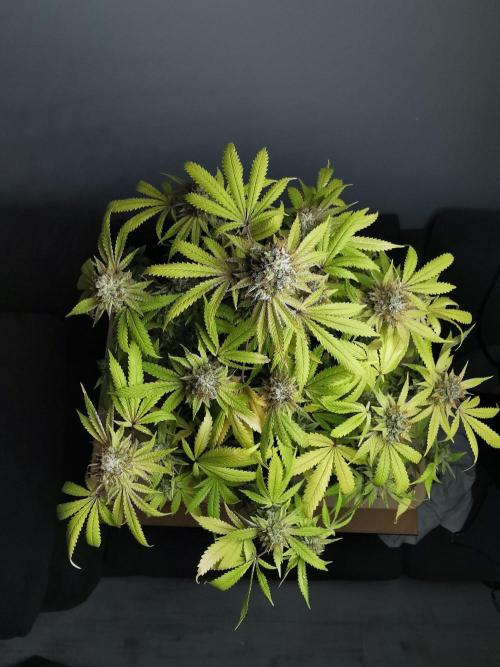 Frappe Late Z  2 / FC-E4800 / 90x60x140. Week 25