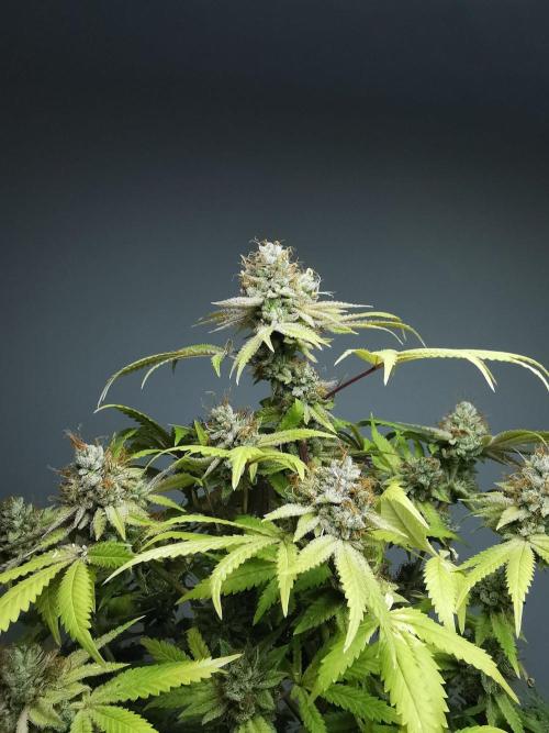 Frappe Late Z  2 / FC-E4800 / 90x60x140. Week 25