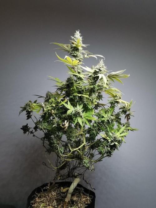 Frappe Late Z  4 / FC-E4800 / 90x60x140. Week 25