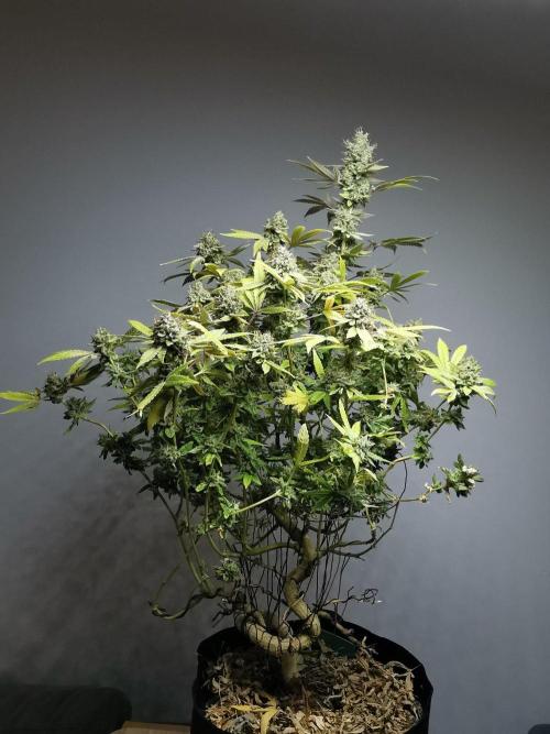 Frappe Late Z  4 / FC-E4800 / 90x60x140. Week 25