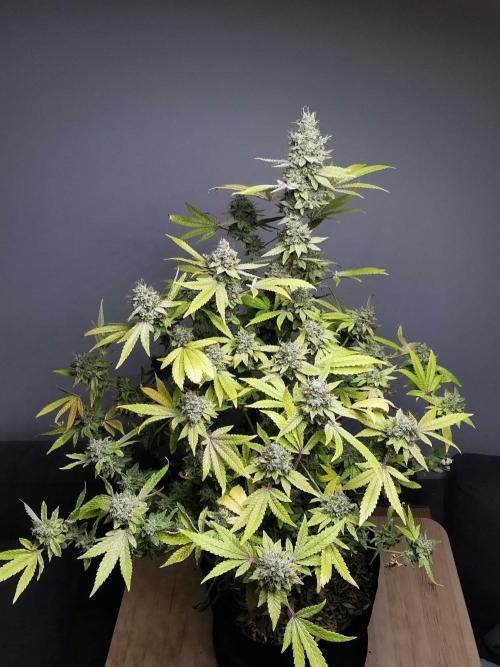 Frappe Late Z  4 / FC-E4800 / 90x60x140. Week 25